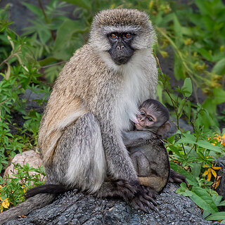 Lake Naivasha - Vervet monkey